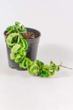 Front view of a Hoya Compacta with 20cm lon growth