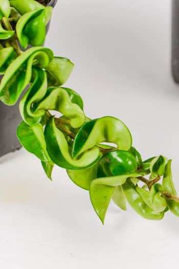 Close-up of glossy green curled leaves forming rope-like vines.