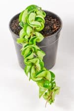 Side view showing dense growth and sculptural leaf folds.