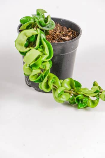 Flower cluster of pale pink wax blooms on a mature vine.