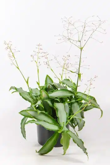 Dewflower Bright Star