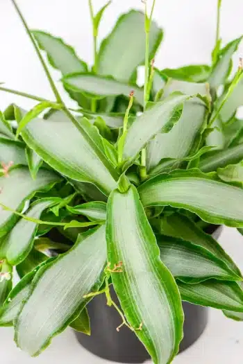 Dewflower Bright Star