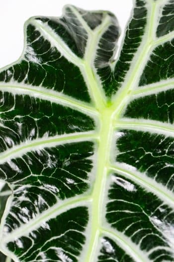 Detail of glossy leaf texture.