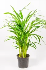 Bamboo Palm