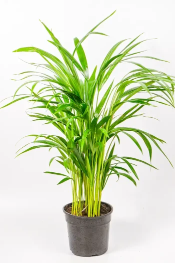 Bamboo Palm