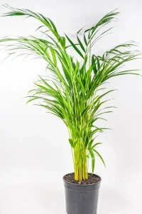 Medium bamboo palm on white background
