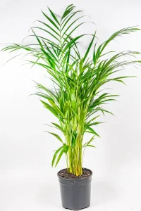 Medium Bamboo Palm with long arching leaves