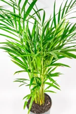 Bamboo Palm