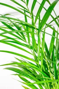Bamboo Palm with a fan show of fronds and leaves