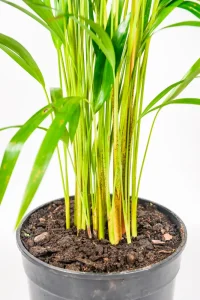Close up of the base of a Medium bamboo palm with multiple grown points
