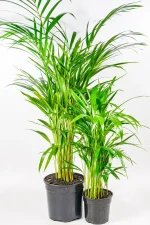 Bamboo Palm