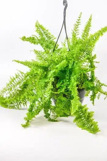 Boston Fern