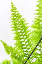 Boston Fern