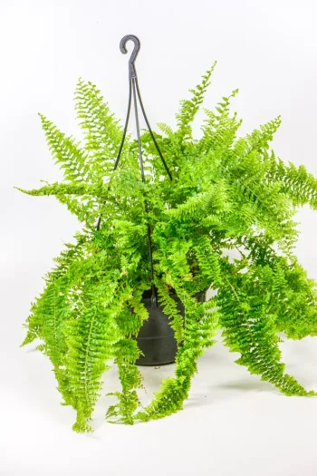 Boston Fern