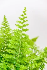 Boston Fern