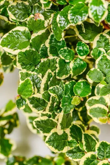 Variegated Ficus Pumila