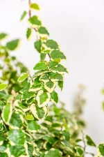 Variegated Ficus Pumila