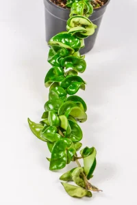 Hoya compacta with thick twisted leaves trailing from a hanging basket.