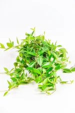 Full Beetle Peperomia plant in pot with compact trailing vines.