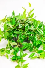 Hanging Beetle Peperomia with trailing stems and patterned green foliage.