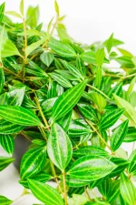 Bushy peperomia angula iwht dense foliage