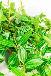 Bushy peperomia angula iwht dense foliage