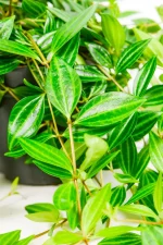Close-up of Beetle Peperomia leaves showing beetle-wing stripe pattern – rare trailing houseplant.