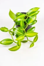 Front view of a Variegated vanilla orchid with multiple stems