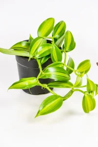 Full pot of a Variegated vanilla orchid