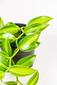 Cascading stems of a Variegated vanilla orchid