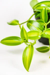 Close up of multiple leaves of Variegated vanilla orchid