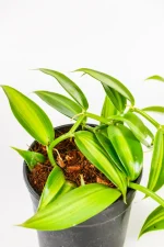 Variegated vanilla orchid with multiple strong growth