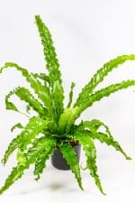 Bird nest fern osaka