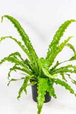 Bird nest fern osaka