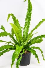 Bird nest fern osaka