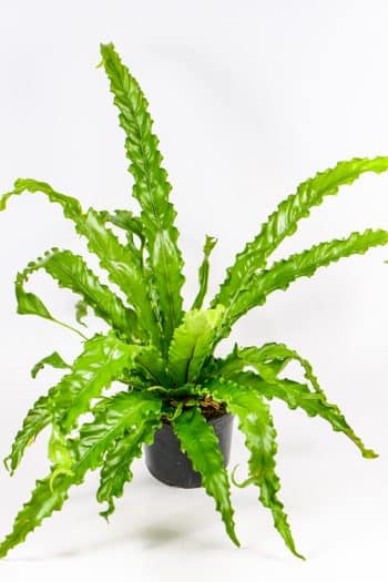 Bird nest fern osaka