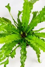 Bird nest fern osaka