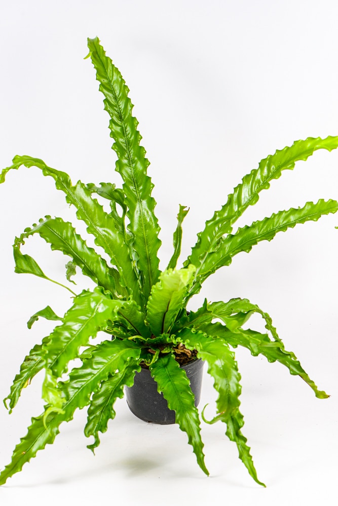 Bird nest fern osaka Bird nest fern osaka