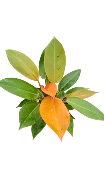 Full Prince of Orange in pot with colourful foliage.