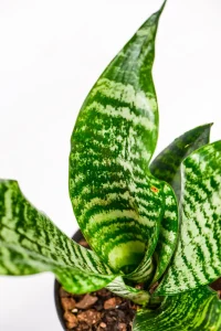 Side view highlighting sword-shaped foliage.