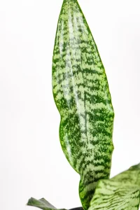 Green Snake Plant with upright leaves indoors.