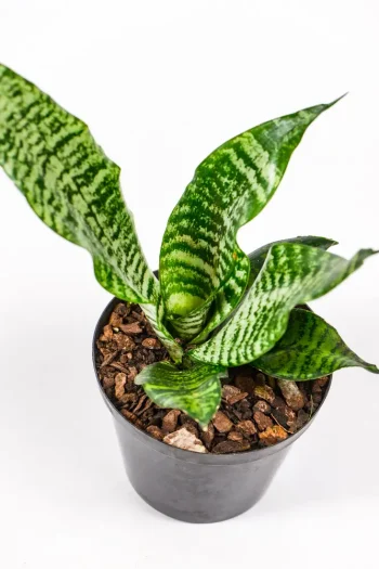 Green snake plant