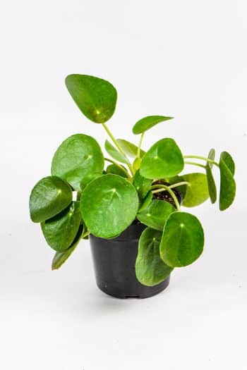 Chinese Money Plant with vibrant healthy foliage, ideal indoor plant for South African homes