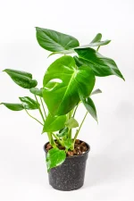 Monstera Deliciosa with vibrant healthy foliage, ideal indoor plant for South African homes