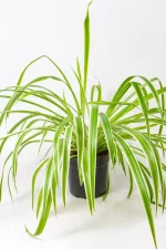 Spider plant Mini with vibrant healthy foliage, ideal indoor plant for South African homes