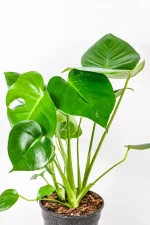 Lush and thriving Monstera Deliciosa showcasing rich green tones