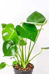 Lush and thriving Monstera Deliciosa showcasing rich green tones