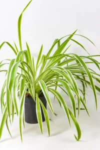 Lush and thriving Spider plant Mini showcasing rich green tones