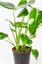 Monstera Deliciosa with detailed foliage, perfect for bright indoor spaces