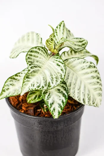 Zebra Plant White Wash in black nursery pot